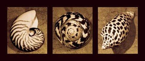 Framed Shell Trio Print