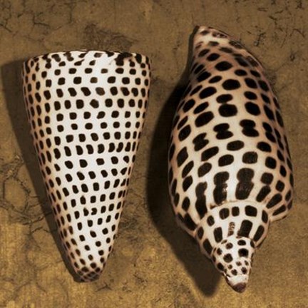 Framed Cone Seashell Print