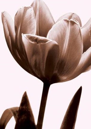Framed Tulip In Sepia I Print