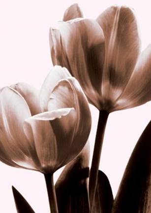 Framed Tulip In Sepia II Print