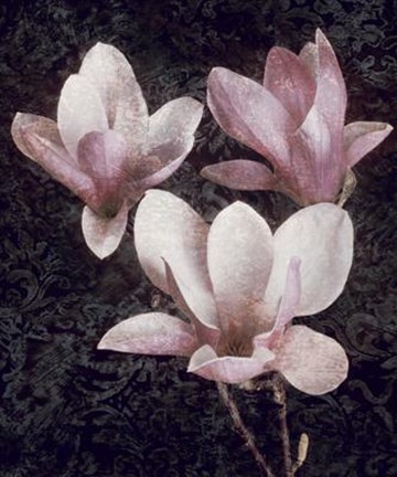 Framed Pink Magnolias II Print