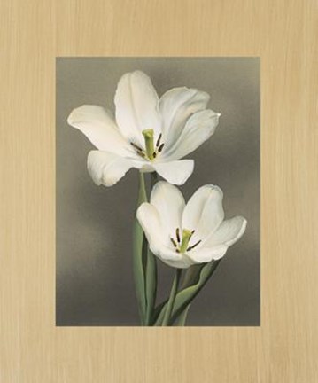 Framed Tulipani Print