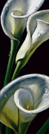 Framed Dewdrop Callas Print