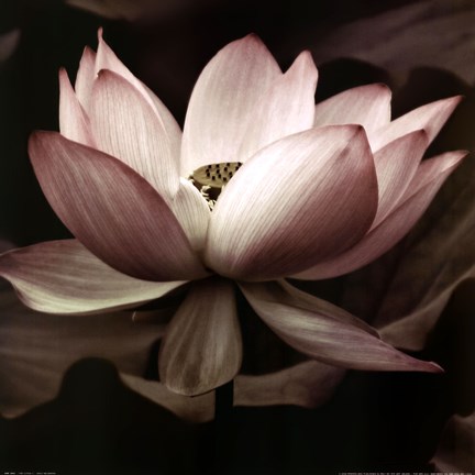 Framed Lotus I Print
