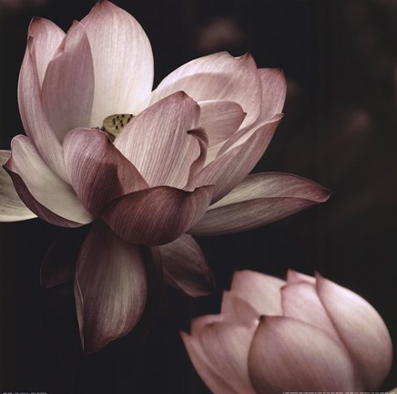 Framed Lotus II Print