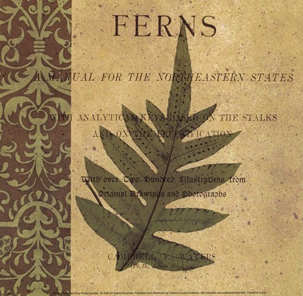 Framed Botany Principles IV Print