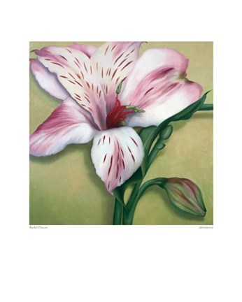 Framed Astralmeria Print