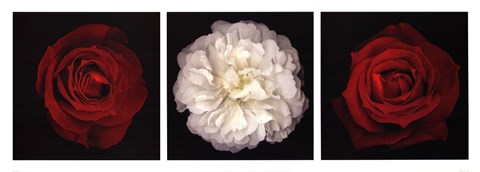 Framed Rose Gallery I Print