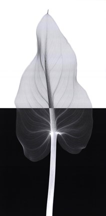 Framed Calla Leaf II Print