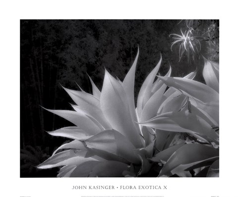 Framed Flora Exotica X Print
