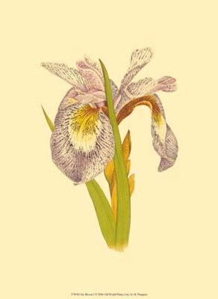 Framed Iris Bloom I Print