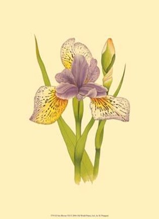 Framed Iris Bloom VII Print