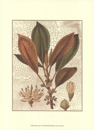 Framed Leaves IV Print