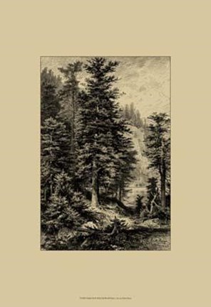 Framed Noble Fir Print