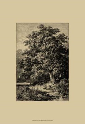 Framed Oak Tree Print