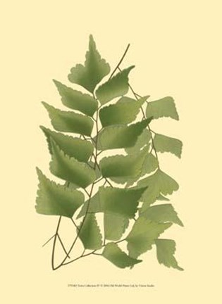 Framed Terra Collection IV Print