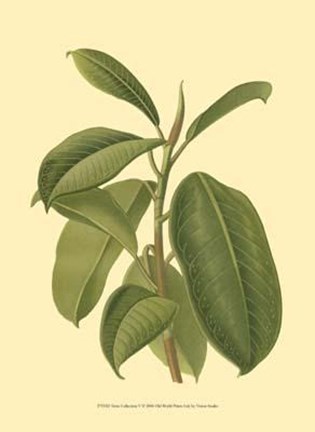 Framed Terra Collection V Print