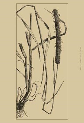 Framed Grass Roots II Print