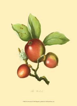 Framed Woodcock Print