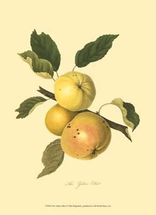 Framed Yellow Elliot Print