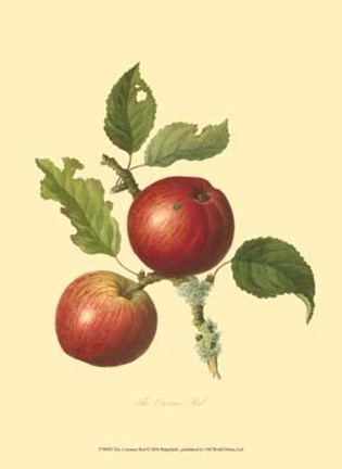 Framed Cowarne Red Print