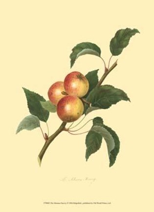 Framed Siberian Harvey Print