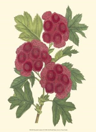 Framed Bountiful Garden II Print