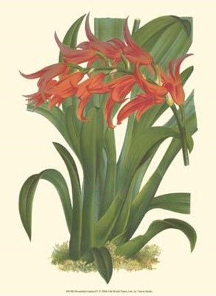 Framed Bountiful Garden IV Print