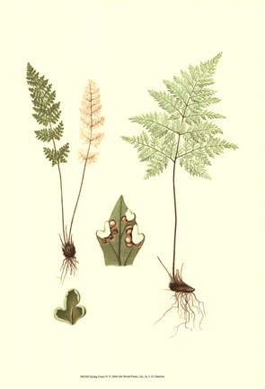 Framed Spring Ferns IV Print