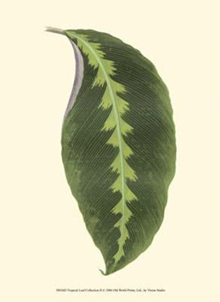 Framed Tropical Leaf Collection II Print