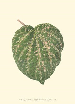 Framed Tropical Leaf Collection VI Print