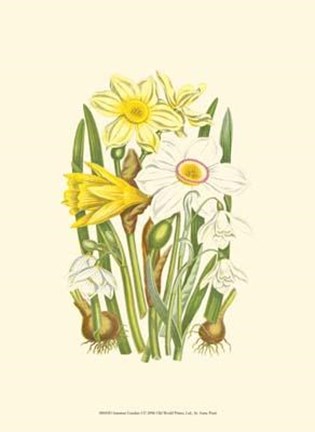 Framed Summer Garden I Print