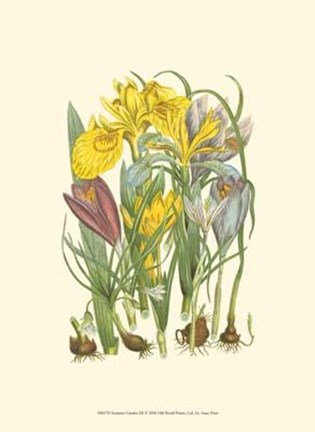 Framed Summer Garden III Print