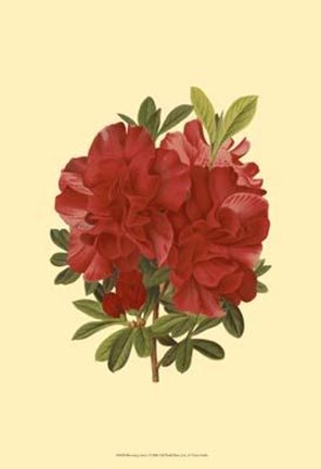 Framed Blooming Azalea I Print