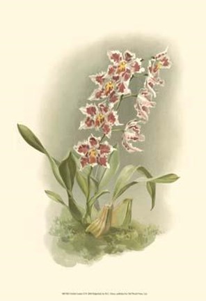 Framed Orchid Garden II Print