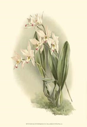 Framed Orchid Garden III Print