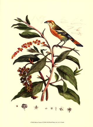 Framed Bird In Nature I Print