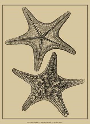 Framed Shells On Khaki II Print