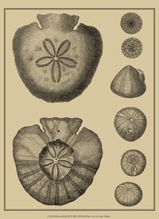 Framed Shells On Khaki III Print