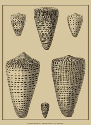 Framed Shells On Khaki VII Print