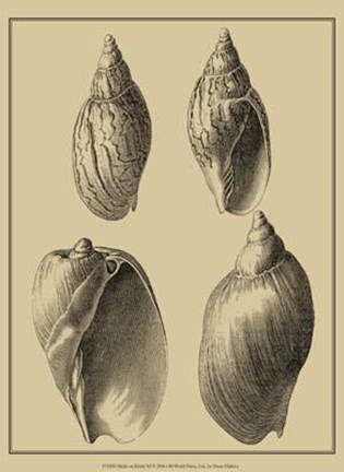 Framed Shells On Khaki XI Print