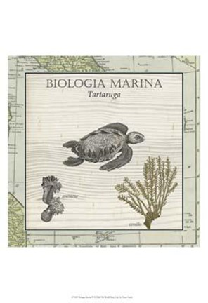 Framed Biologia Marina IV Print
