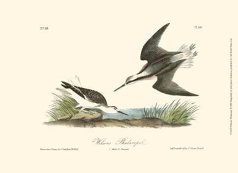 Framed Wilson&#39;s Phalaropel Print