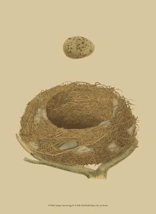 Framed Antique Nest Egg IV Print
