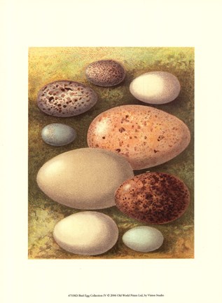 Framed Bird Egg Collection IV Print