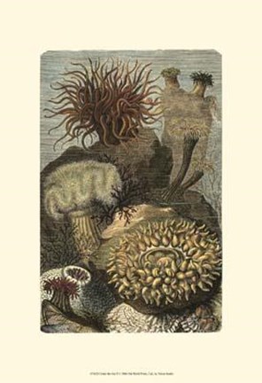 Framed Under The Sea II Print