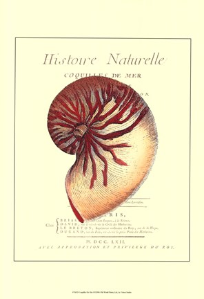 Framed Coquilles De Mer I Print