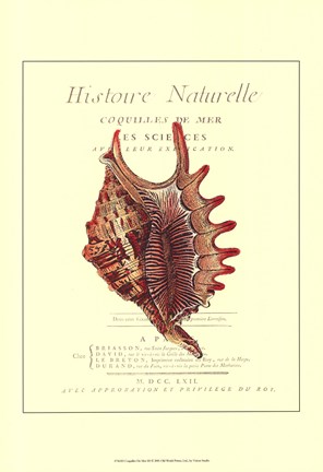 Framed Coquilles De Mer III Print