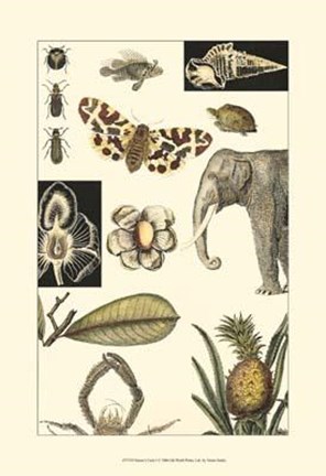 Framed Nature&#39;s Curio I Print