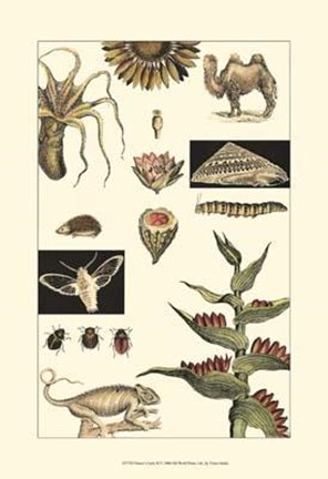 Framed Nature's Curio III Print